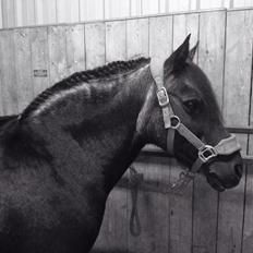 Anden særlig race Flicka