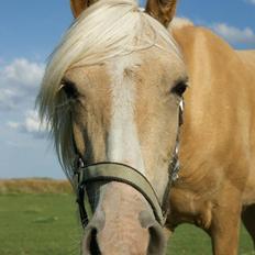 Palomino Topazes Conquistador