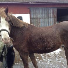 Paint Topper (tidl part)