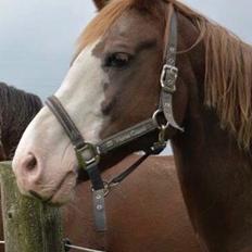 Paint Topper (tidl part)