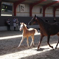 Palomino Moserod´s Golden Elektra