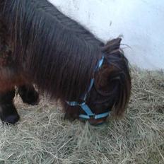 Shetlænder Nørkærs mingus