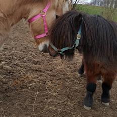 Shetlænder Nørkærs mingus