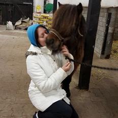 Shetlænder Nørkærs mingus