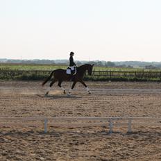 Dansk Varmblod Denise mosebo