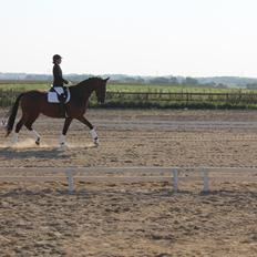 Dansk Varmblod Denise mosebo