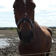 Dansk Varmblod Denise mosebo