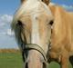 Palomino Topazes Conquistador