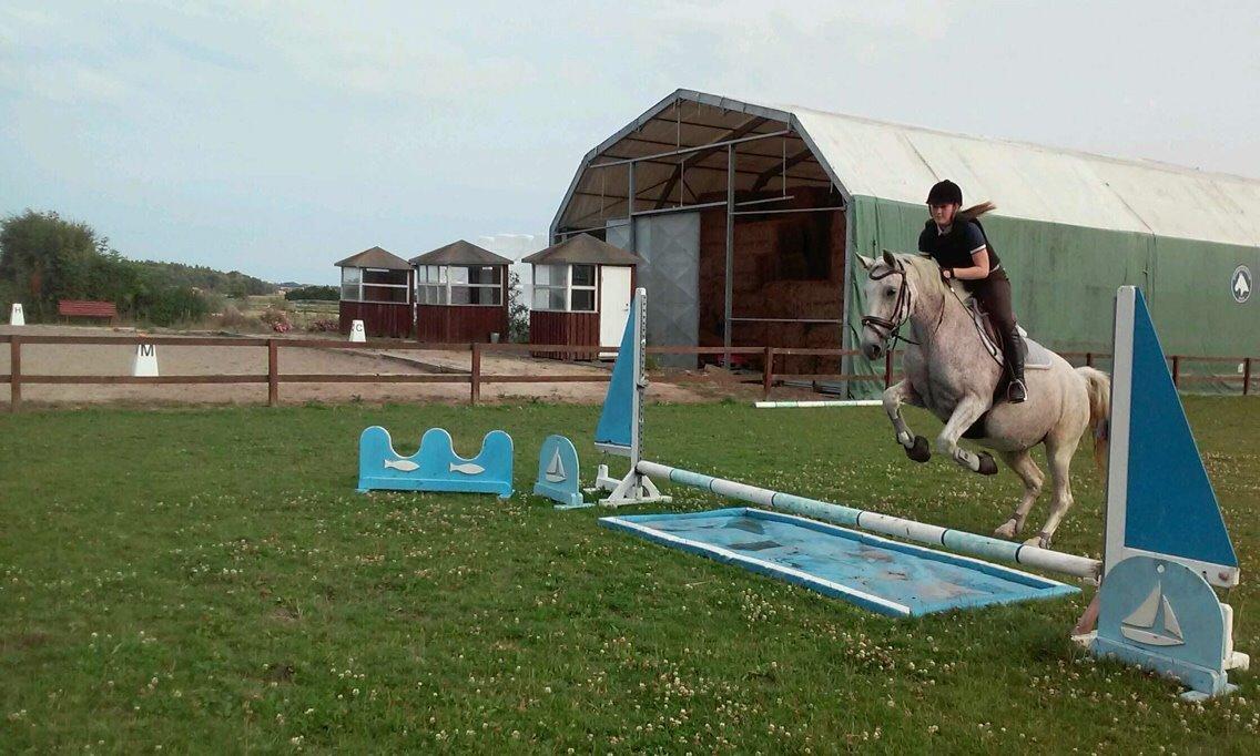 Anden særlig race Milleniums Maybe billede 13