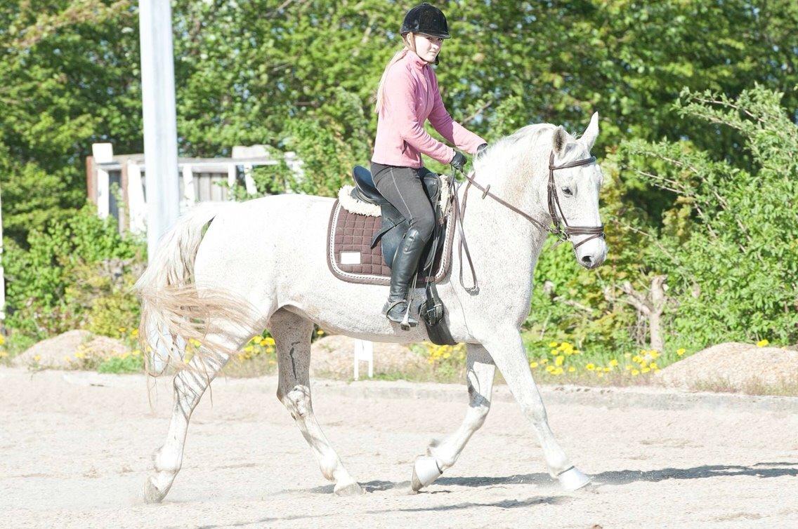 Anden særlig race Milleniums Maybe billede 11