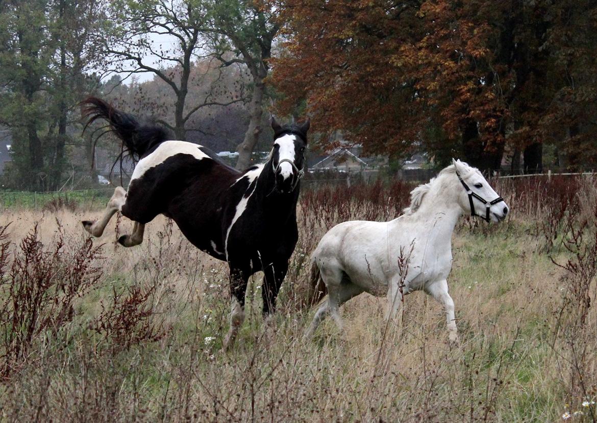 Pinto La Tinka Primavera *Min baby&Dulle2* - 01-11-2015 billede 20