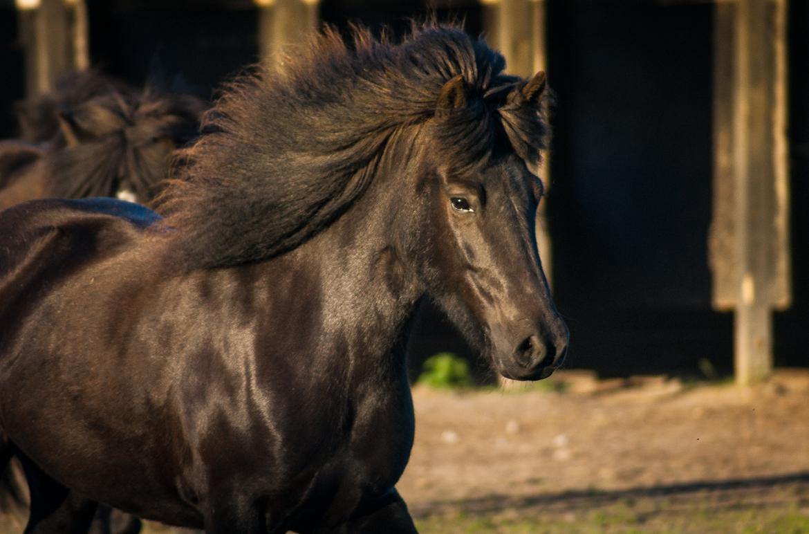Islænder Bára fra Stiesholm [Lama] billede 15