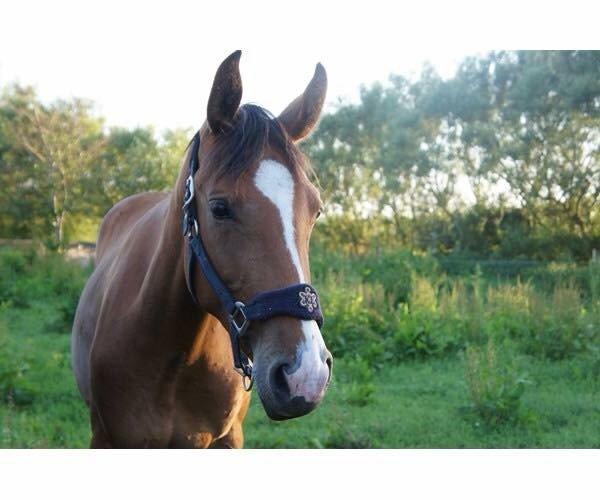 Dansk Varmblod Møgelmoses Cilie  billede 3