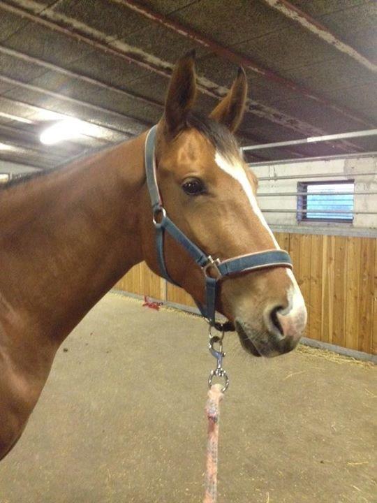 Dansk Varmblod Møgelmoses Cilie  billede 4