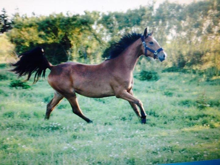 Dansk Varmblod Møgelmoses Cilie  billede 5