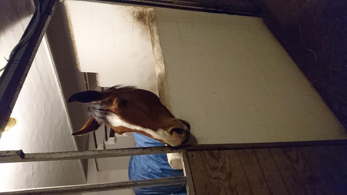 Dansk Varmblod Møgelmoses Cilie  billede 6