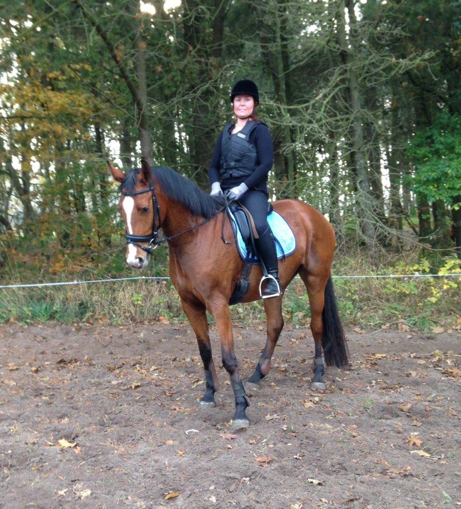 Dansk Varmblod Møgelmoses Cilie  billede 1