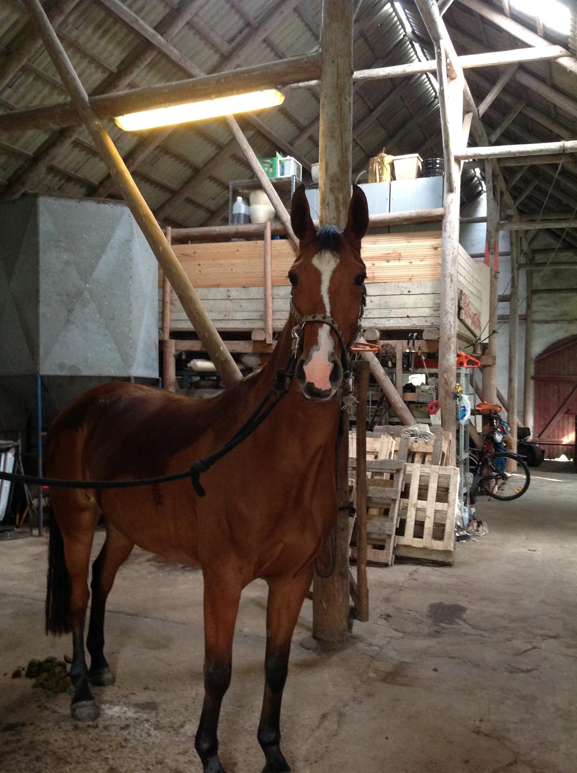 Dansk Varmblod Møgelmoses Cilie  billede 2