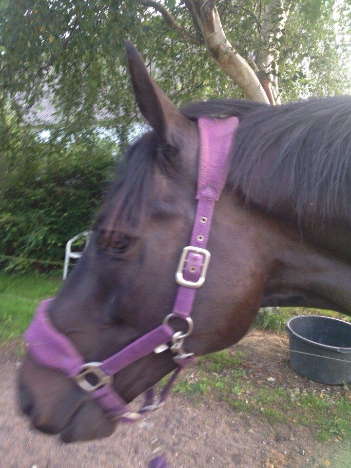 Dansk Varmblod Prins billede 11