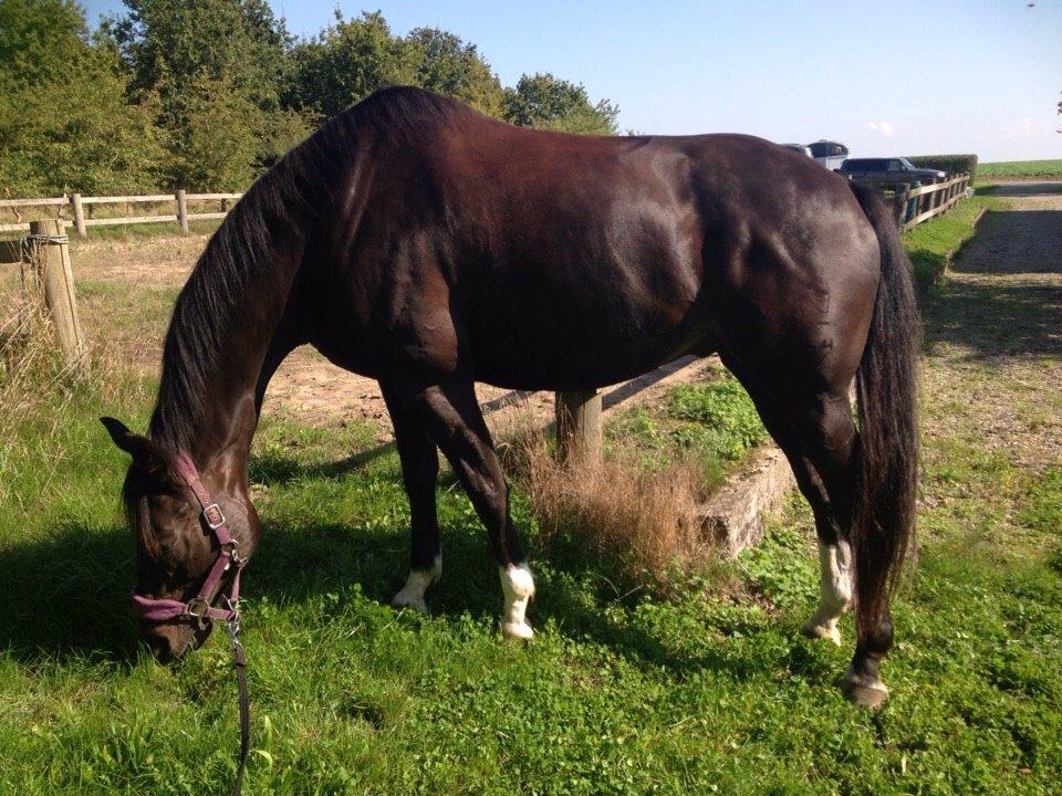 Dansk Varmblod Prins billede 13