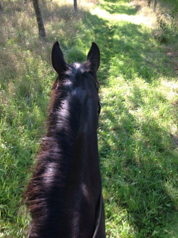 Dansk Varmblod Prins billede 12