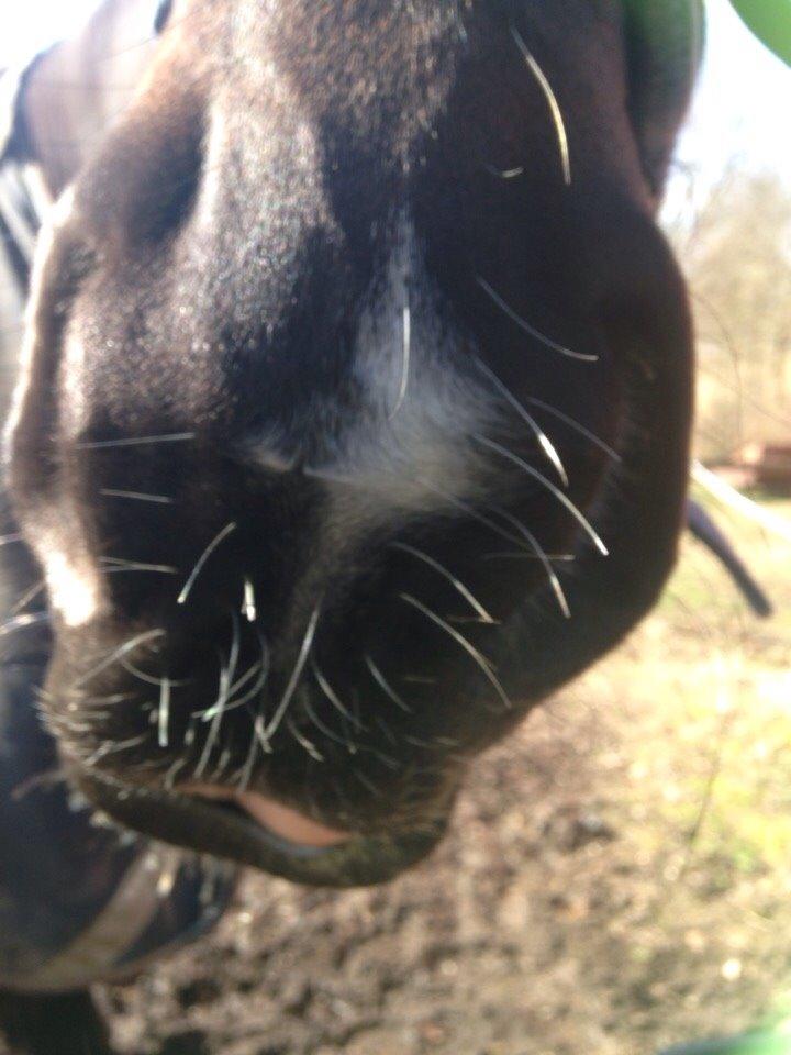 Dansk Varmblod Prins billede 14