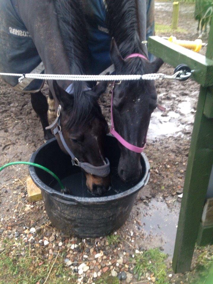 Dansk Varmblod Prins billede 15