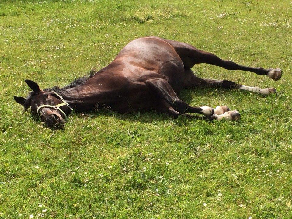 Dansk Varmblod Prins billede 16