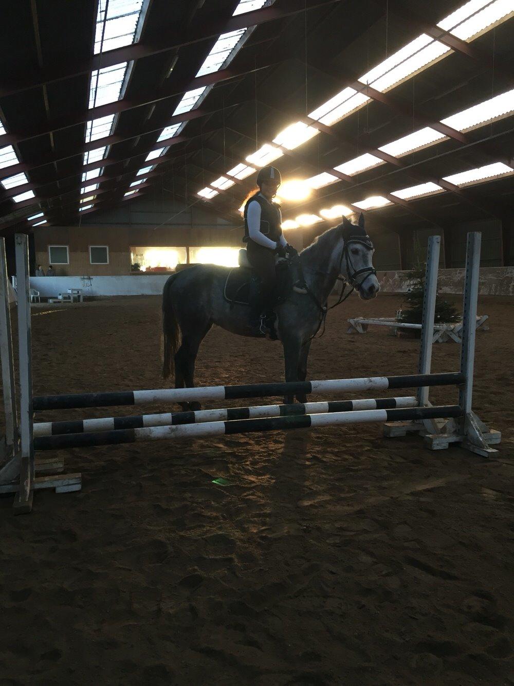 Anden særlig race Bækkeskovens Hurricane billede 13