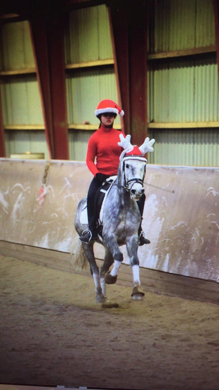 Anden særlig race Bækkeskovens Hurricane billede 14