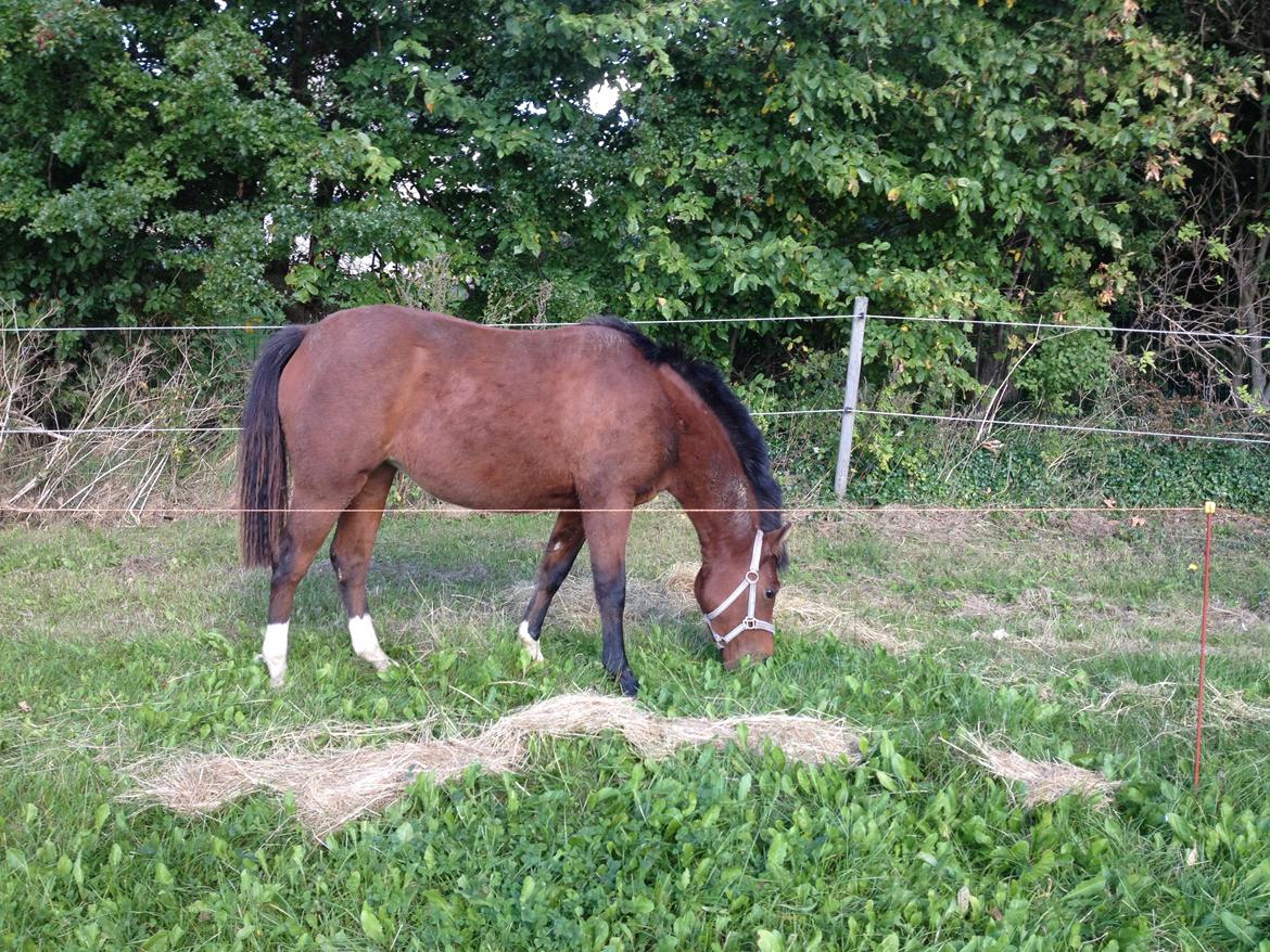 Welsh Partbred (Sec F) jerichau´s fie billede 10