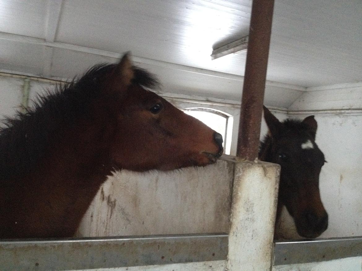 Welsh Partbred (Sec F) jerichau´s fie billede 11