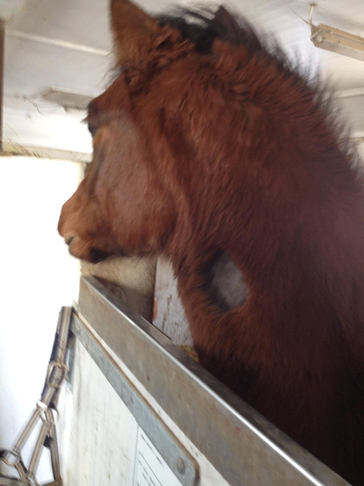 Welsh Partbred (Sec F) jerichau´s fie billede 12