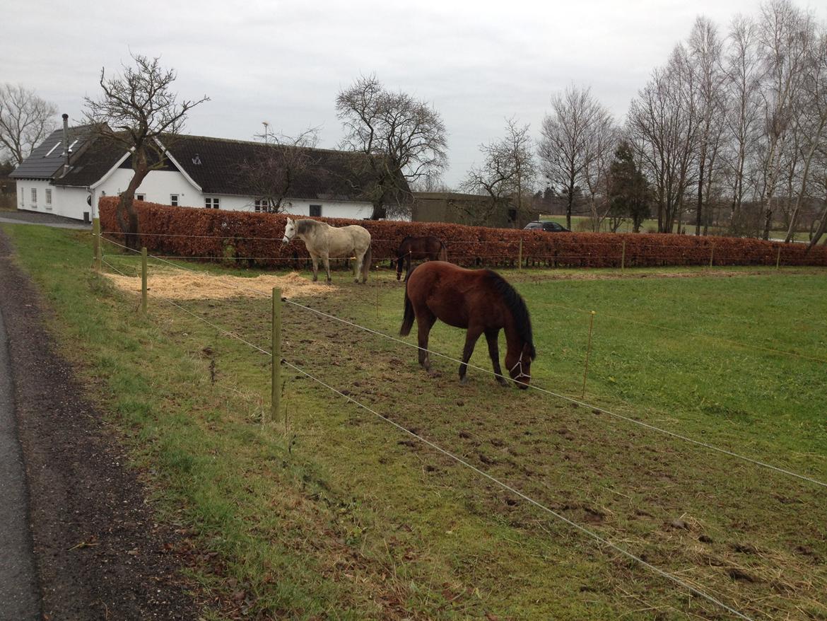 Welsh Partbred (Sec F) jerichau´s fie billede 13
