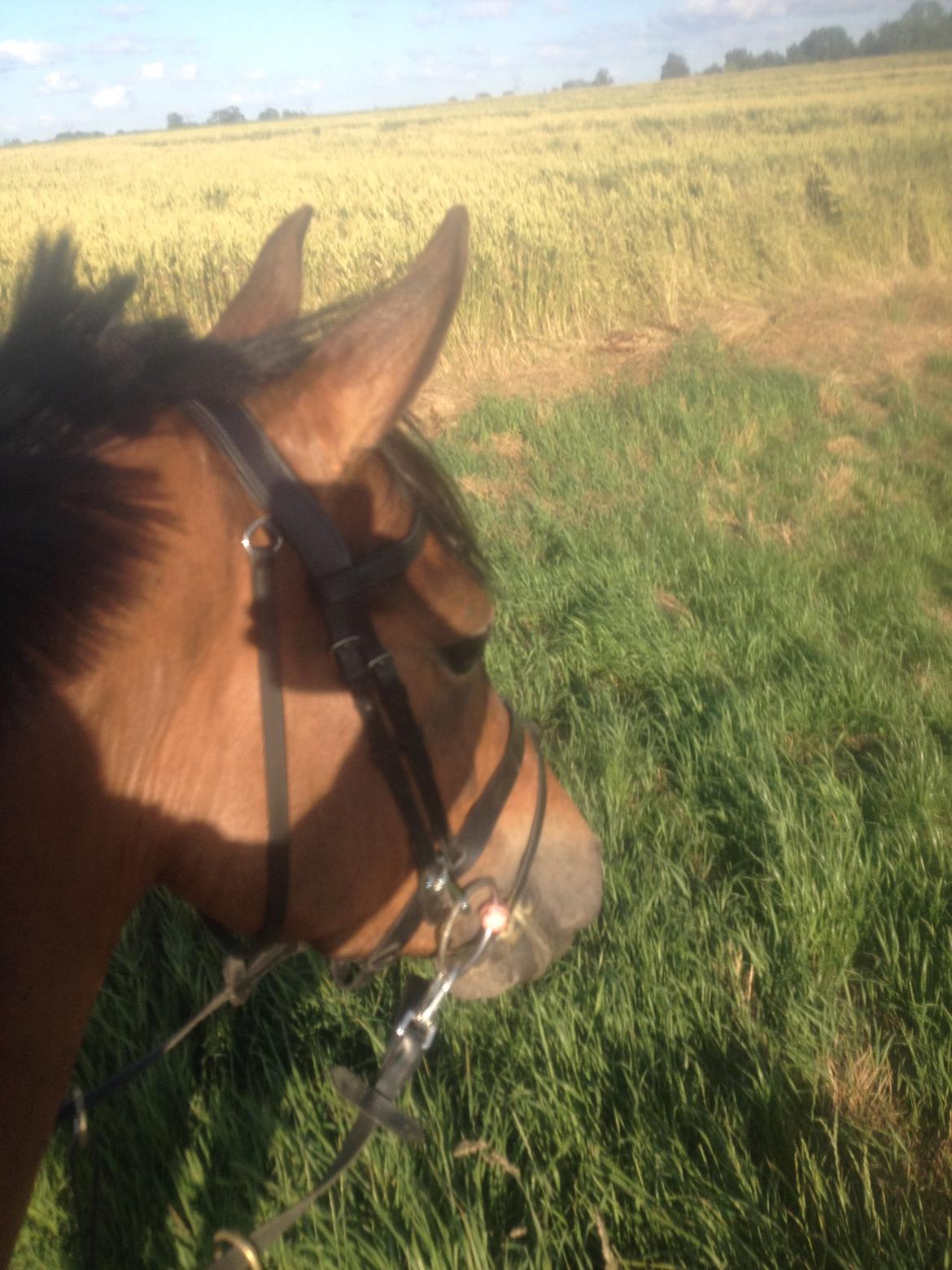 DSP Chanel billede 3