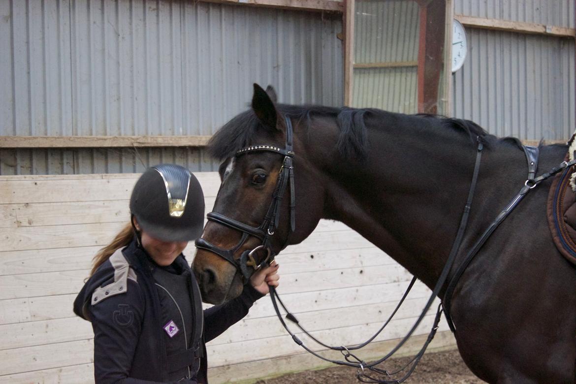 Holstener Braveheart billede 3