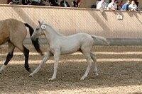 Frederiksborg Sonnerupgårds Isabel FR 8676 billede 3