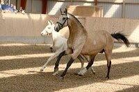 Frederiksborg Sonnerupgårds Isabel FR 8676 billede 4