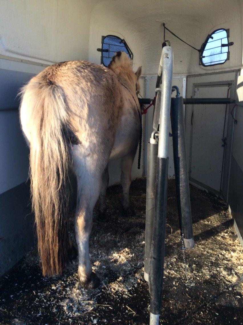 Fjordhest Munkegårdens sille billede 24