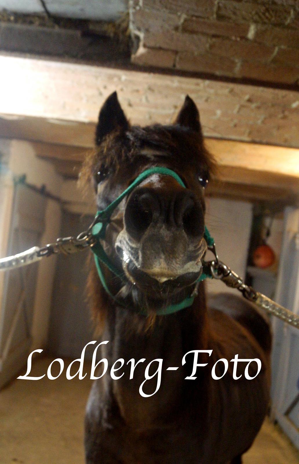 Anden særlig race Cavan billede 2