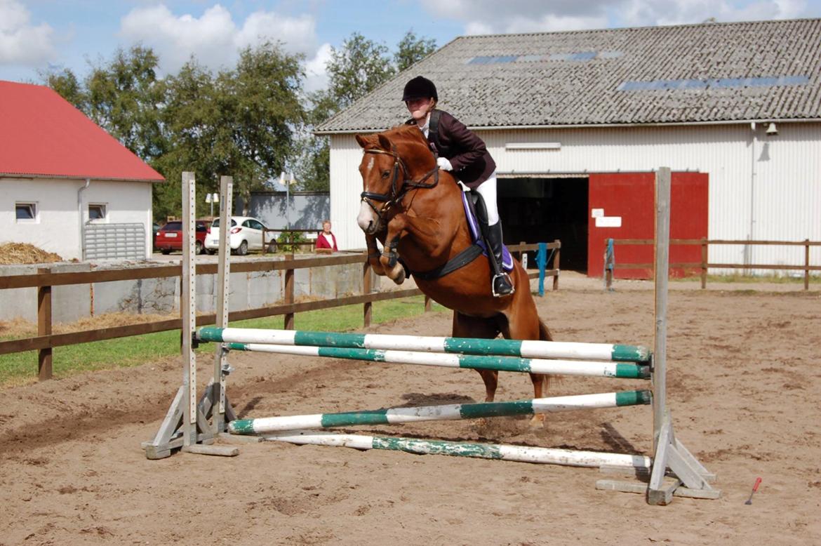 Anden særlig race Sille billede 2