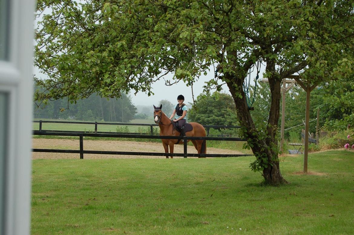 Anden særlig race Sille billede 7