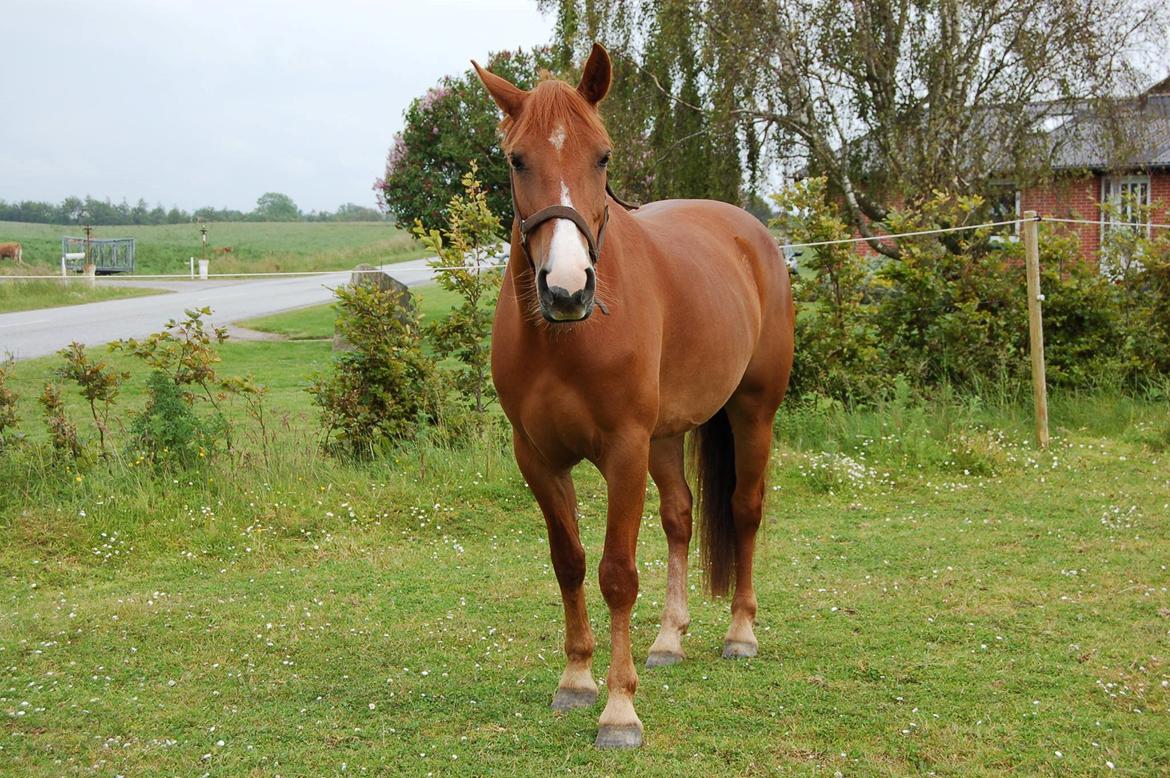Anden særlig race Sille billede 1
