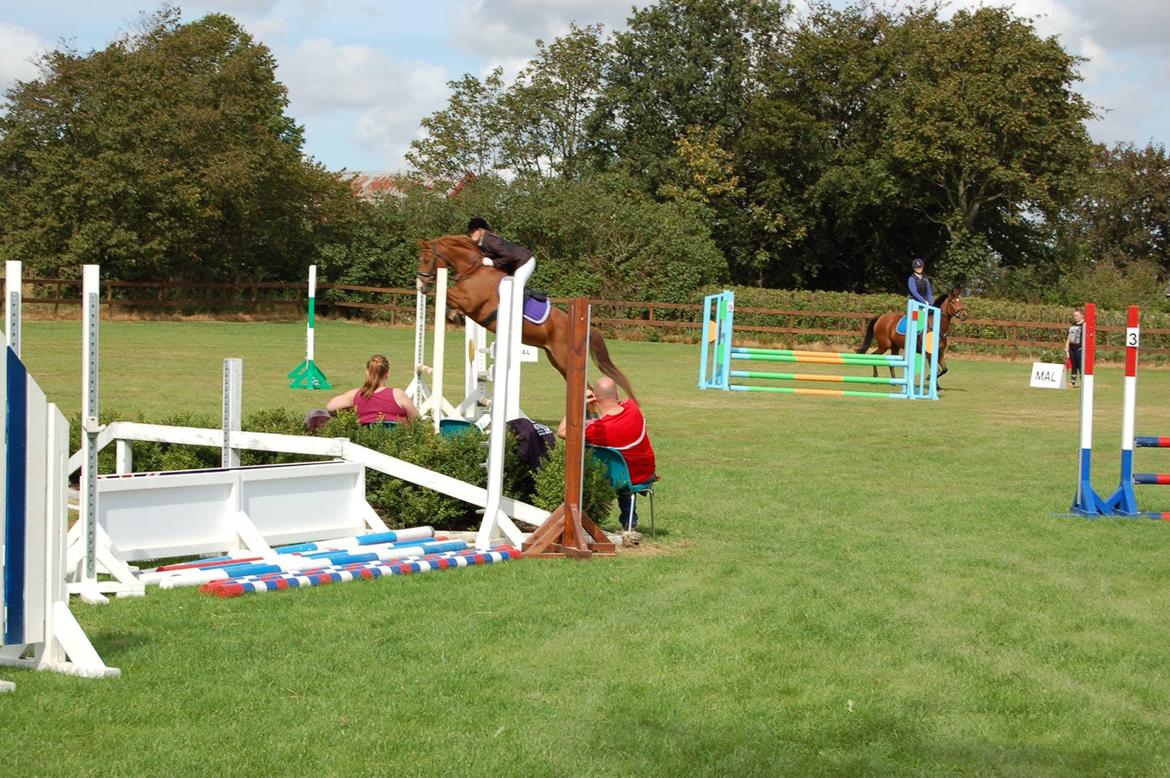 Anden særlig race Sille billede 5