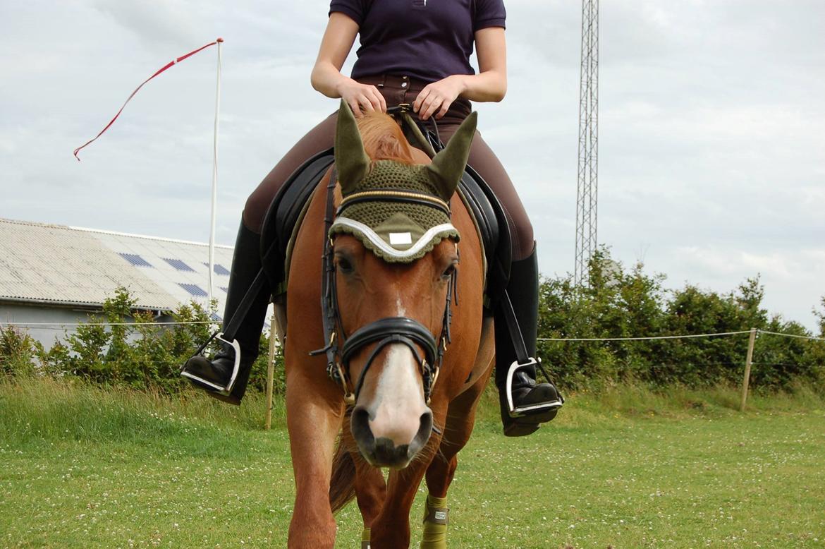 Anden særlig race Sille billede 4