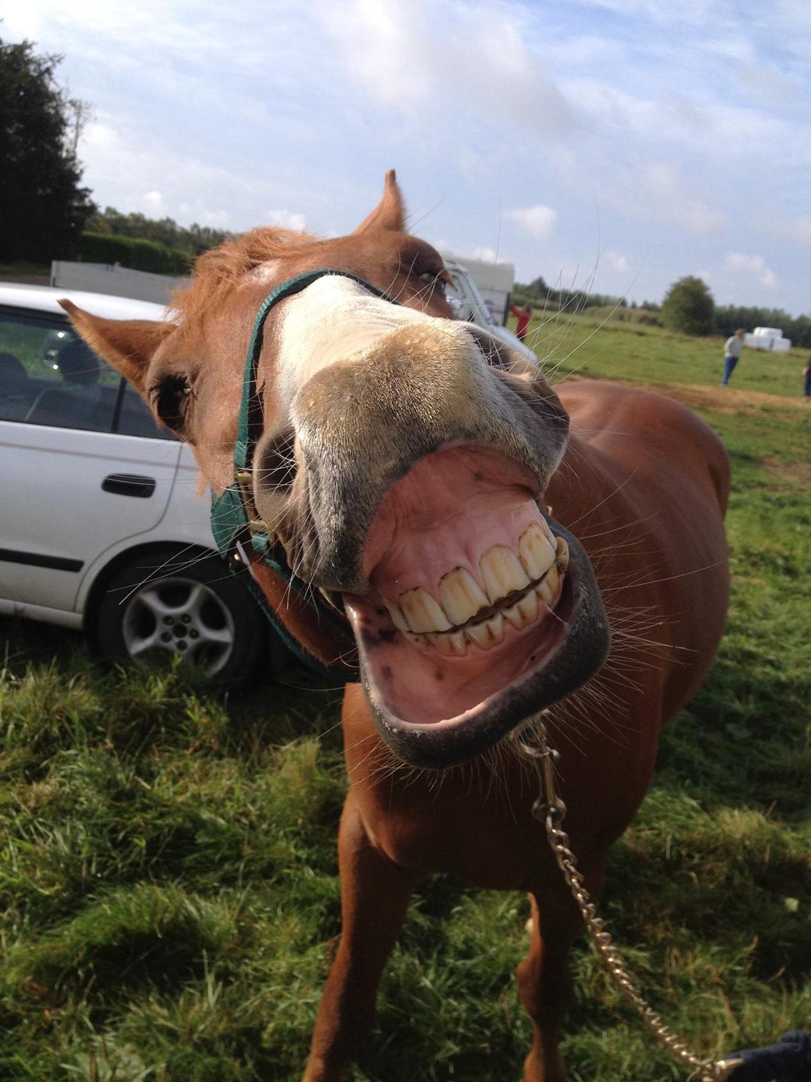 Anden særlig race Sille billede 6