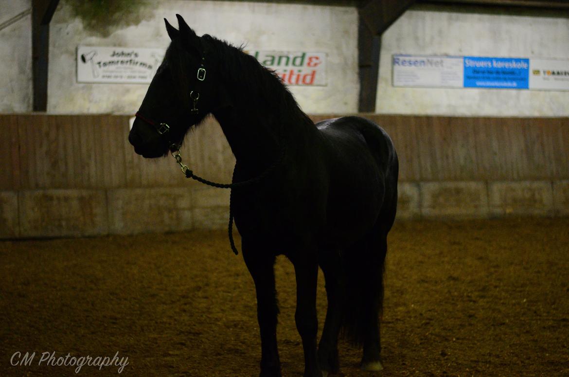 Frieser Imalia van schäfer billede 4