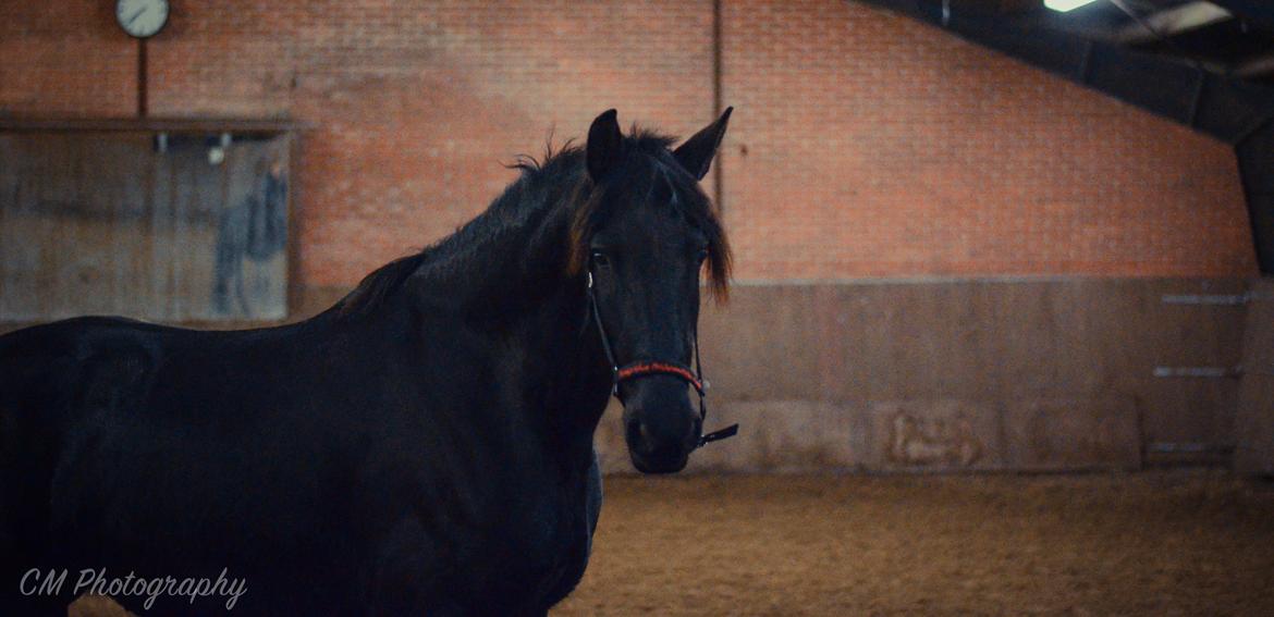 Frieser Imalia van schäfer billede 7