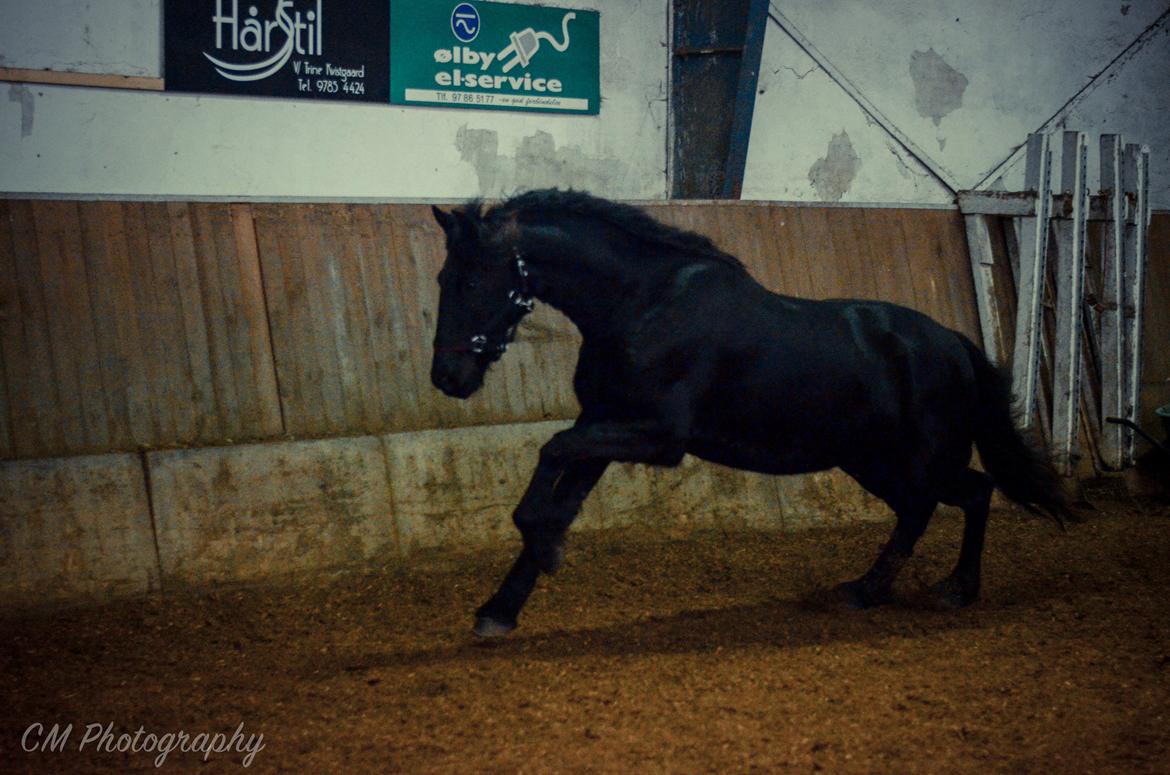 Frieser Imalia van schäfer billede 10