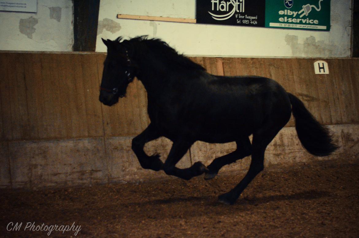 Frieser Imalia van schäfer billede 12